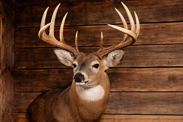 Texas Mount Taxidermy
